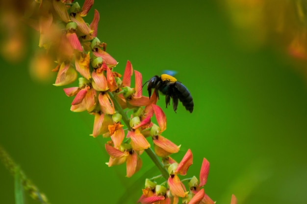 黒いオスのミツバチが蜂蜜を探して飛んでいます