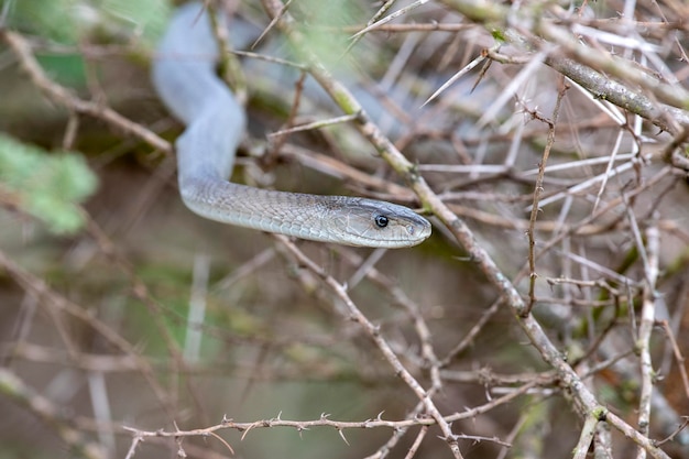 Black mamba snake south africa close up