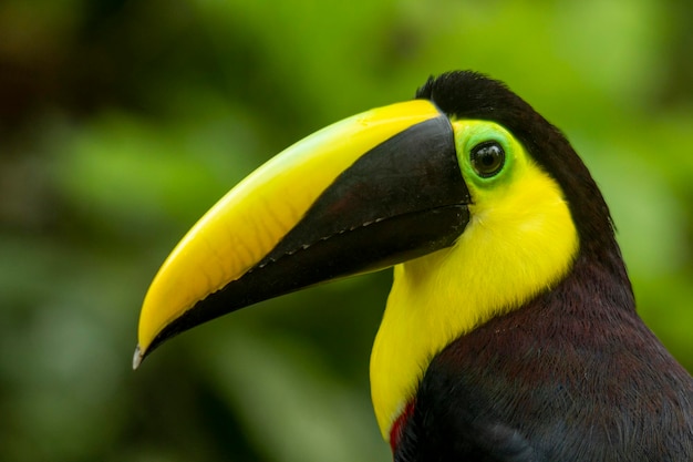 Black mandibled Toucan Ramphastos ambiguus voorheen bekend als Chestnutmandilbled Toucan Colombia