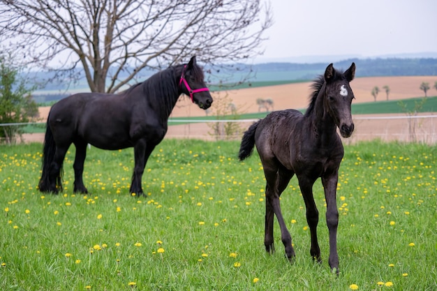 牧草地の黒い牝馬と子馬