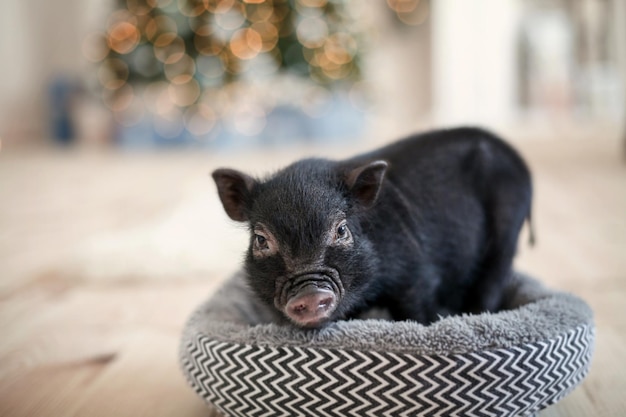 Black mini pig with wet nose christmas lights bokeh