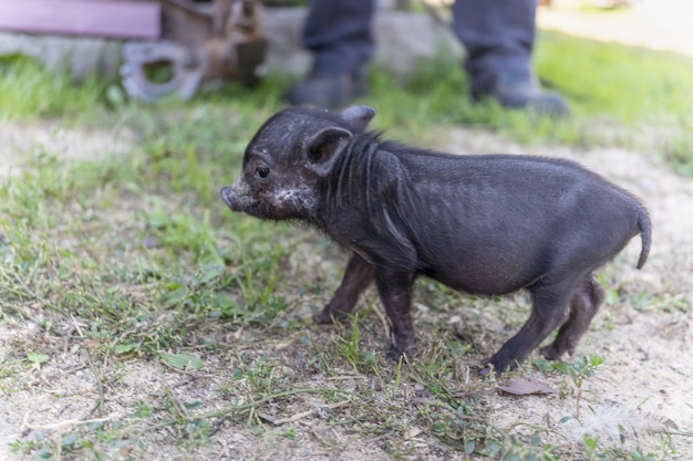 Black mini piggie in yard of farm land close up. mini pig\
close-up. farm, mother pig refused piglet. veterinary medicine.\
feeding piglet. treatment of animals breeding of domestic animals.\
pork food.