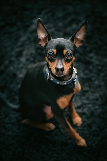 黒のミニピンチャー犬