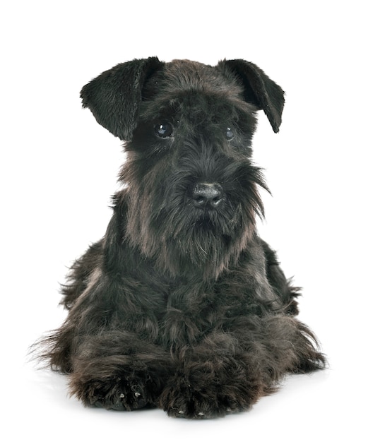 Black miniature schnauzer isolated