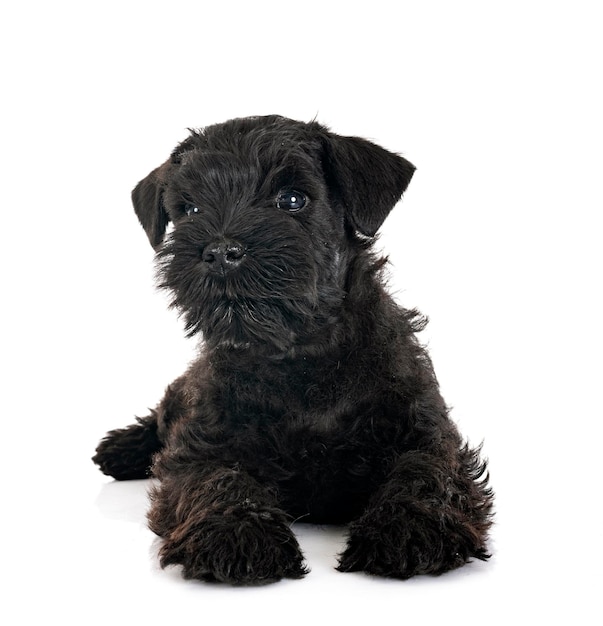 Black miniature schnauzer in studio