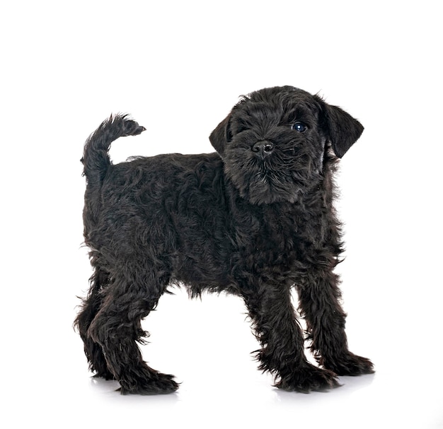 Black miniature schnauzer in studio