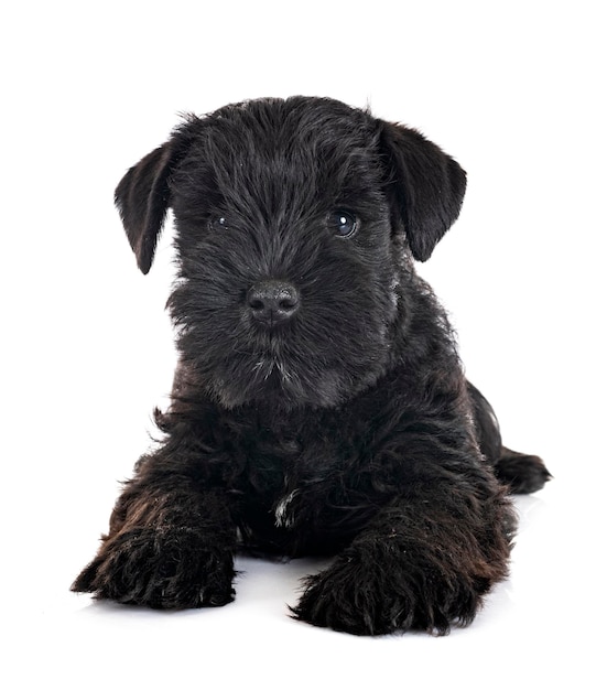 Black miniature schnauzer in studio