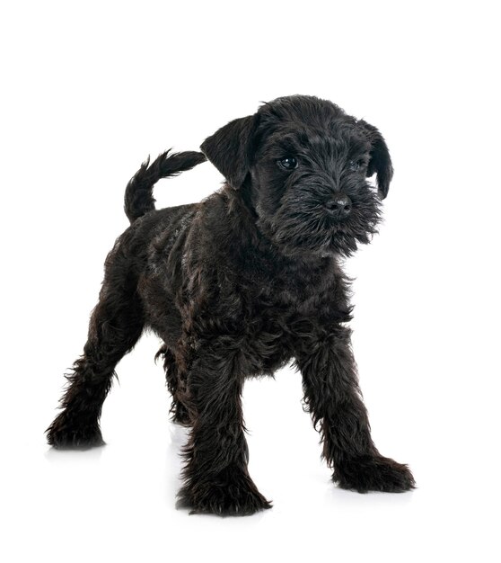 Black miniature schnauzer in studio