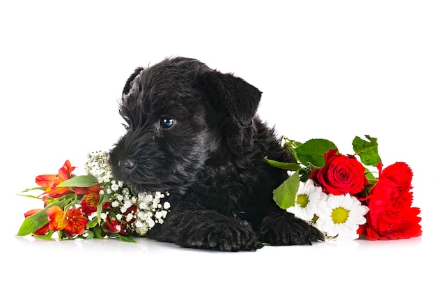 Black miniature schnauzer in studio