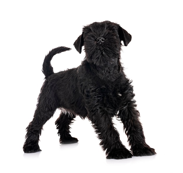 Black miniature schnauzer in studio