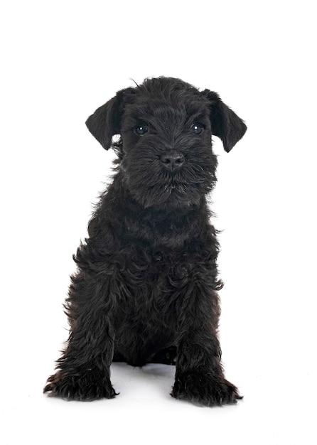 Photo black miniature schnauzer in studio