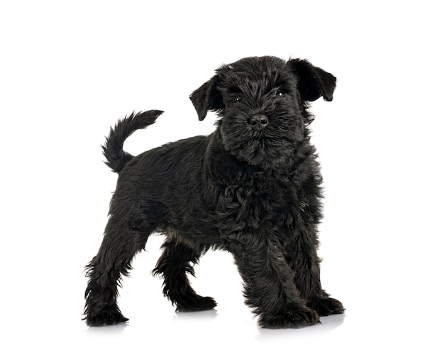 Black miniature schnauzer in studio