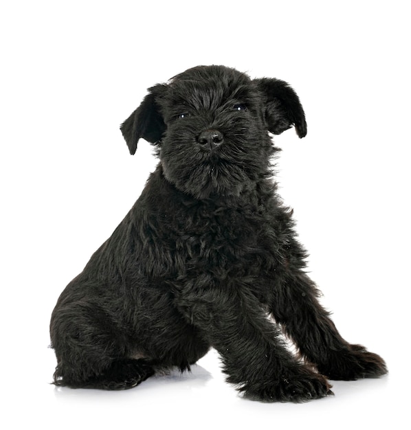 Black miniature schnauzer in studio