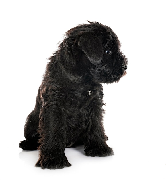 Black miniature schnauzer in studio