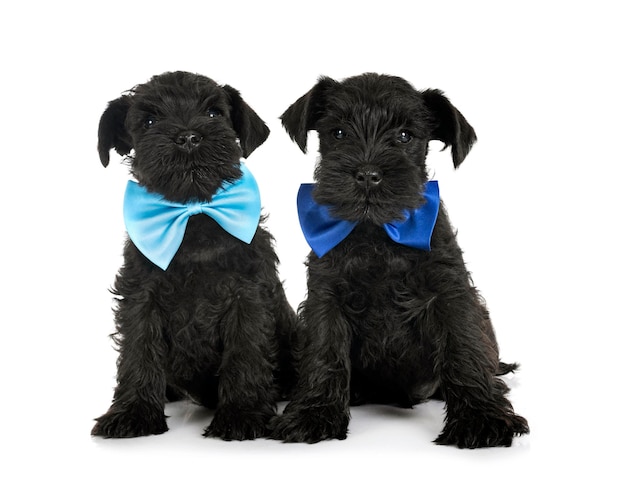 Black miniature schnauzers in studio