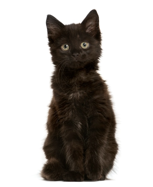 Black Mixed-breed Cat sitting