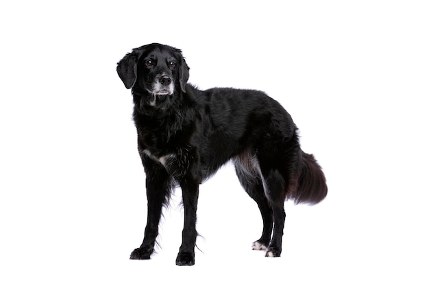 Black mixed breed dog