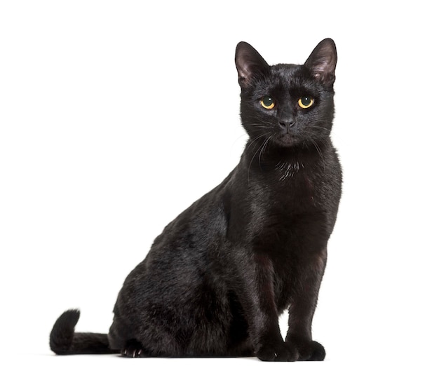 Black mixedbreed domestic cat sitting against white background