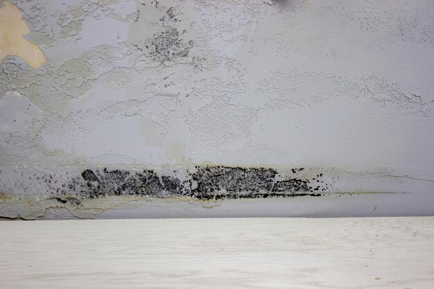 Черная плесень на стене Грибок на стене после затопления дома