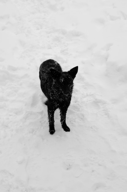 白い雪の上の黒い雑種犬