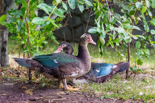 Black Muscat ducks in the garden near the trees