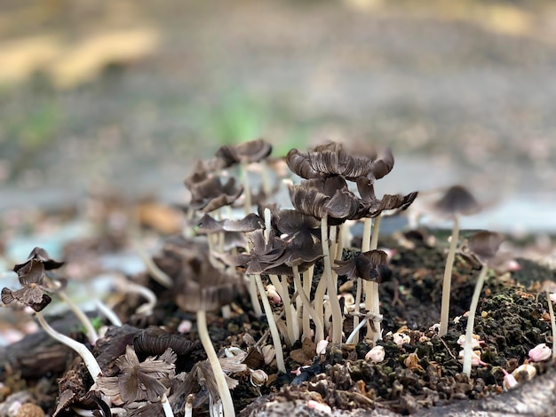 写真 黒いキノコ psathyrella corrugis は枯れた木に生えている