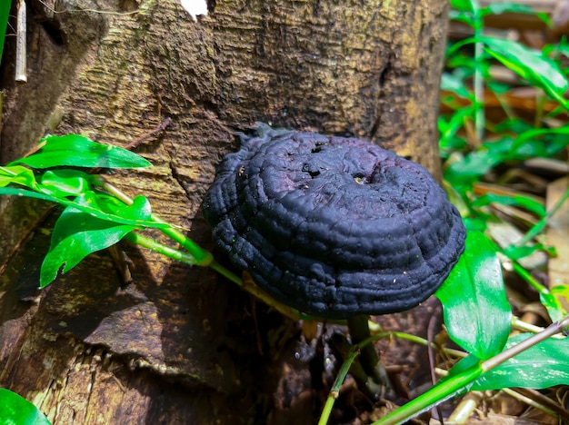 A black mushroom on a tree trunk with green leaves