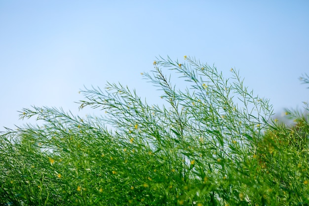 Photo black mustard seeds field