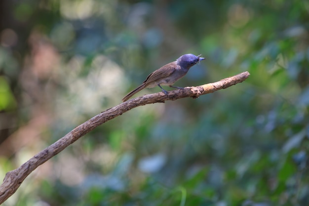 Black-naped Monarch in de natuur