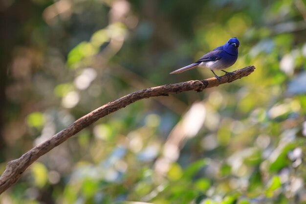 Black-naped Monarch in de natuur