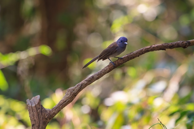 Black-naped Monarch in de natuur