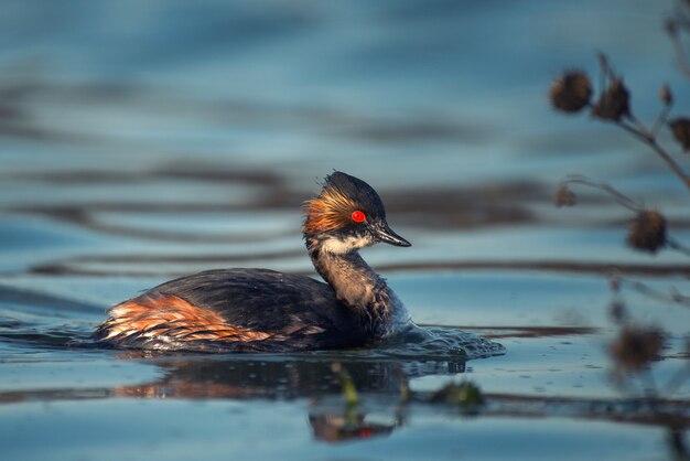 Черношейная поганка Podiceps nigricollis на воде