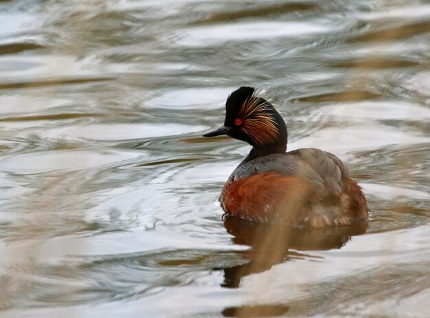 湖で泳ぐ黒い首のカイツブリ