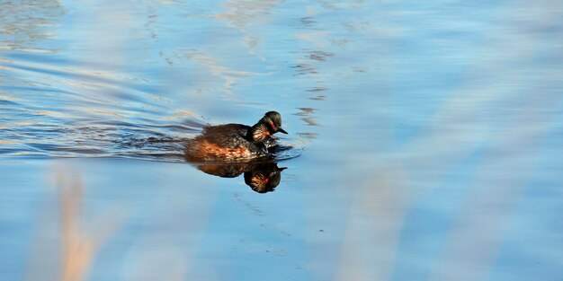 Svassi dal collo nero che nuotano sul lago sotto il sole primaverile