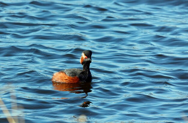 春の日差しの中で湖で泳ぐ黒い首のカイツブリ