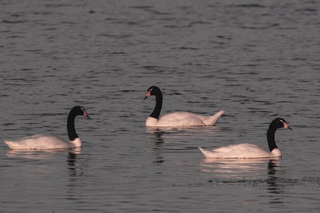 Black necked Swan swimming in a lagoon La Pampa Province Patagonia Argentina