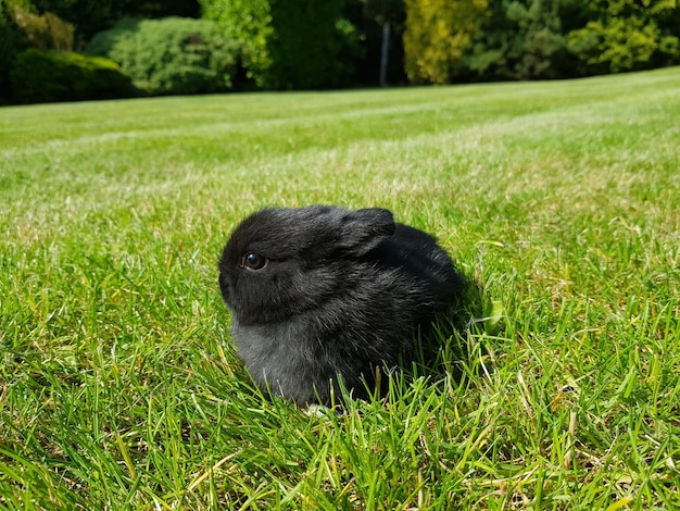 Photo black netherland dwarf bunny rabbit