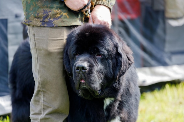 Black Newfoundland dog between owner39s legs