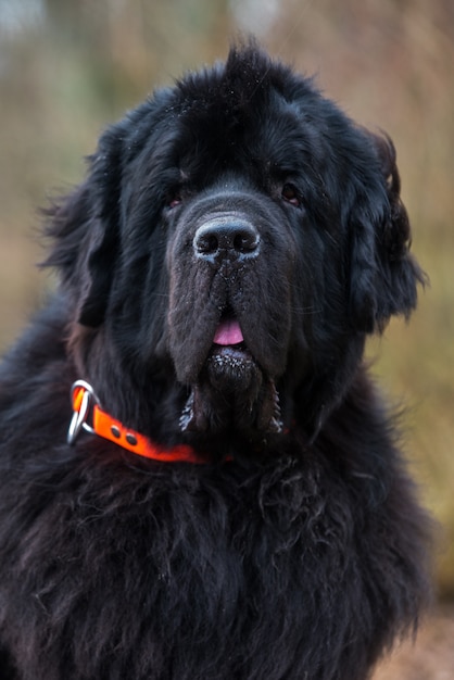 Black Newfoundland giant size dog closeup outside