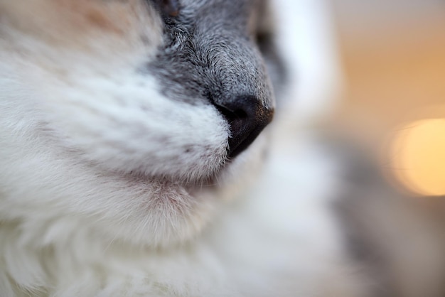 Black nose of a gray cat macro