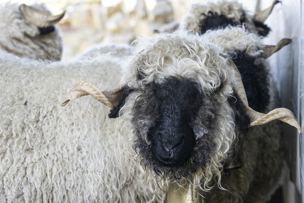 Black nosed sheep