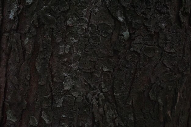 black oak wood texture