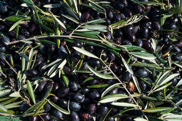 Black olive background with lots of texture