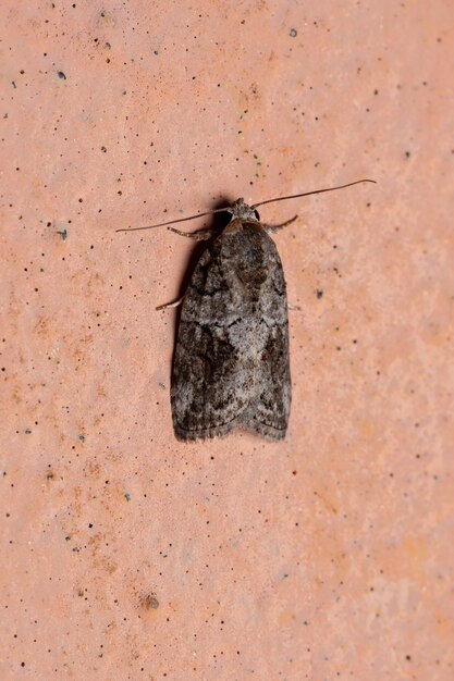 Black-olive Caterpillar Moth of the species Garella nilotica in the wall