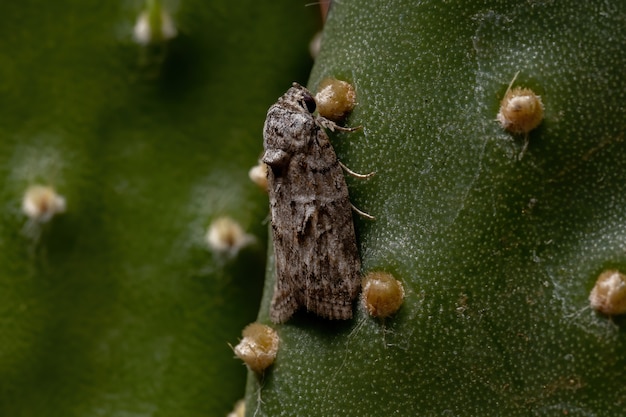 Garella nilotica 종의 블랙 올리브 애벌레 나방