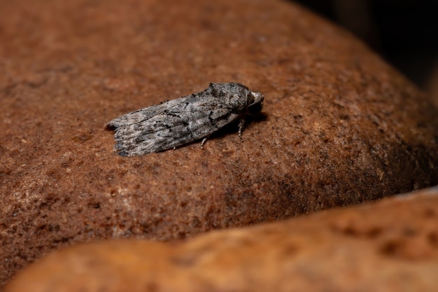 Black-olive Caterpillar Moth of the species Garella nilotica