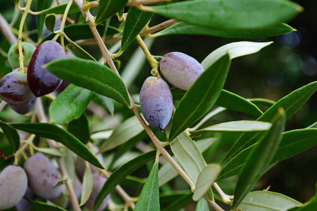 Black olives on a tree