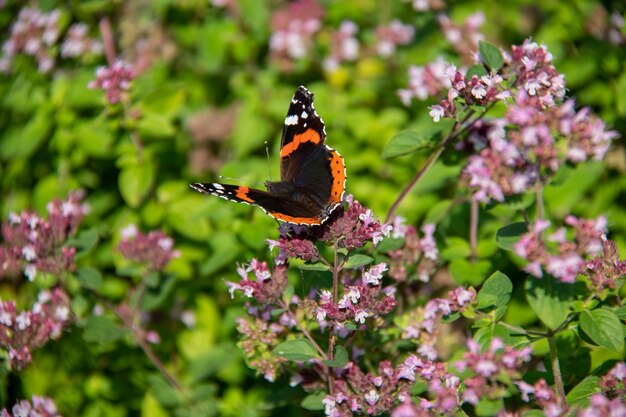 Black orange butterfly red admiral sits on purple flowers