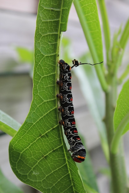 Photo black and orange caterpillar