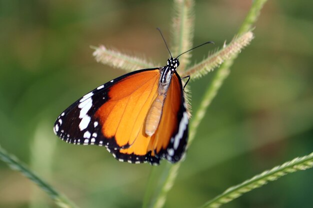 Black orange color closeup butterfly on grass